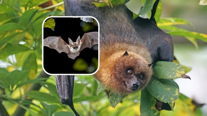 chauves-souris