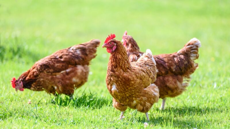 poules